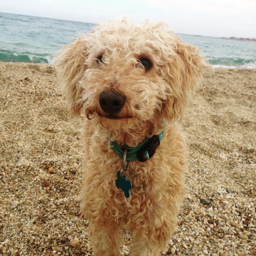 Capper am Strand - CBD Nebenwirkungen bei Hunden