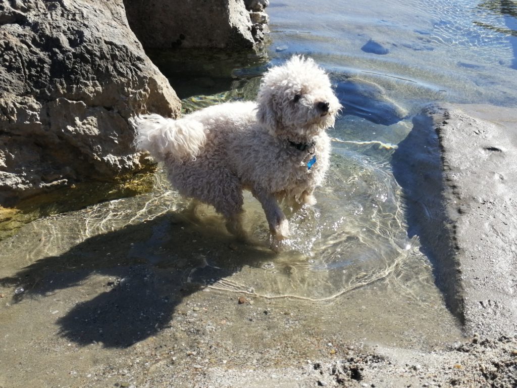 Hund im Wasser - so kann CBD bei Spondylose helfen